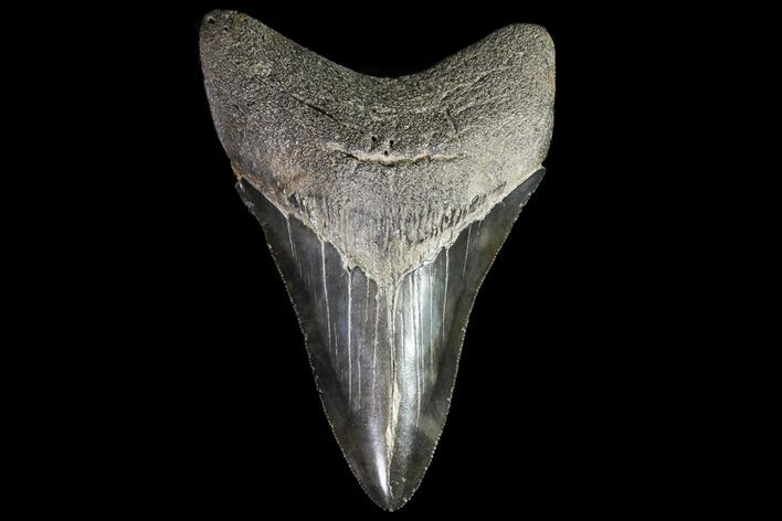 Serrated, Lower Megalodon Tooth - Georgia #76483